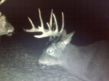 Alberta Whitetail Deer