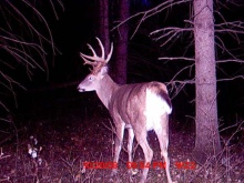 Alberta Whitetail Deer