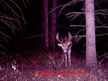 Alberta Whitetail Deer