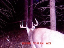 Alberta Whitetail Deer