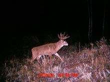 Alberta Whitetail Deer