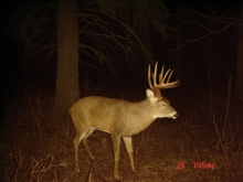Alberta Whitetail Deer Trail Camera Pictures 2008