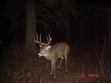 Alberta Whitetail Deer