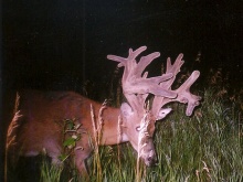 Alberta Whitetail Deer Trail Camera Pictures 2007