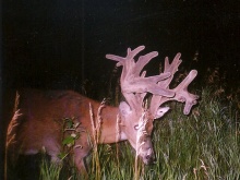 Alberta Whitetail Deer