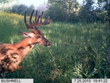 Alberta Whitetail Deer