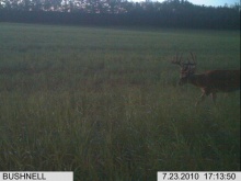 Alberta Whitetail Deer