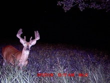 Alberta Whitetail Deer