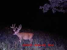 Alberta Whitetail Deer