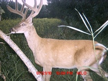 Alberta Whitetail Deer