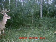 Alberta Whitetail Deer