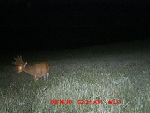 Alberta Whitetail Deer