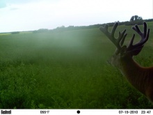 Alberta Whitetail Deer