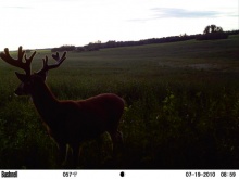 Alberta Whitetail Deer