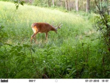 Alberta Whitetail Deer