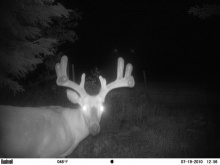 Alberta Whitetail Deer