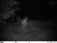 Alberta Whitetail Deer