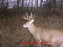 Alberta Whitetail Deer