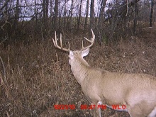 Alberta Whitetail Deer