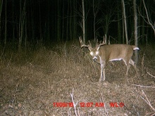 Alberta Whitetail Deer