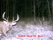 Alberta Whitetail Deer