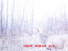Alberta Whitetail Deer