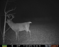 Alberta Whitetail Deer