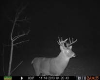 Alberta Whitetail Deer