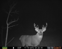 Alberta Whitetail Deer