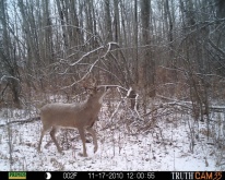 Alberta Whitetail Deer