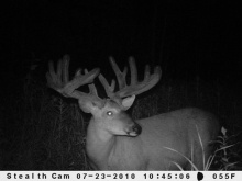 Alberta Whitetail Deer Trail Camera Pictures 2010