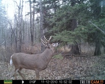 Alberta Whitetail Deer