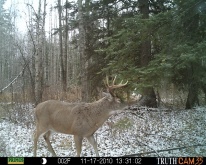 Alberta Whitetail Deer