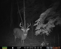 Alberta Whitetail Deer