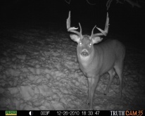 Alberta Whitetail Deer