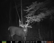 Alberta Whitetail Deer