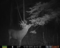 Alberta Whitetail Deer