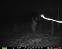 Alberta Whitetail Deer