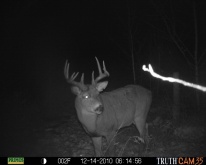 Alberta Whitetail Deer