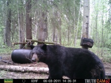 Alberta Black Bear