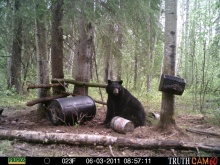 Alberta Black Bear