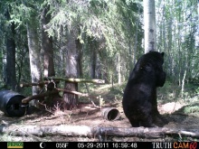 Alberta Black Bear