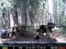 Alberta Black Bear