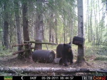 Alberta Black Bear