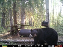 Alberta Black Bear