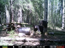 Alberta Black Bear