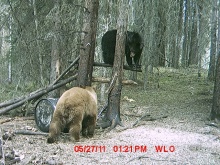 Alberta Black Bear