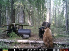 Alberta Black Bear