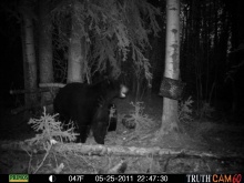 Alberta Black Bear