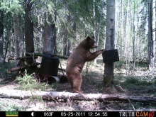 Alberta Black Bear